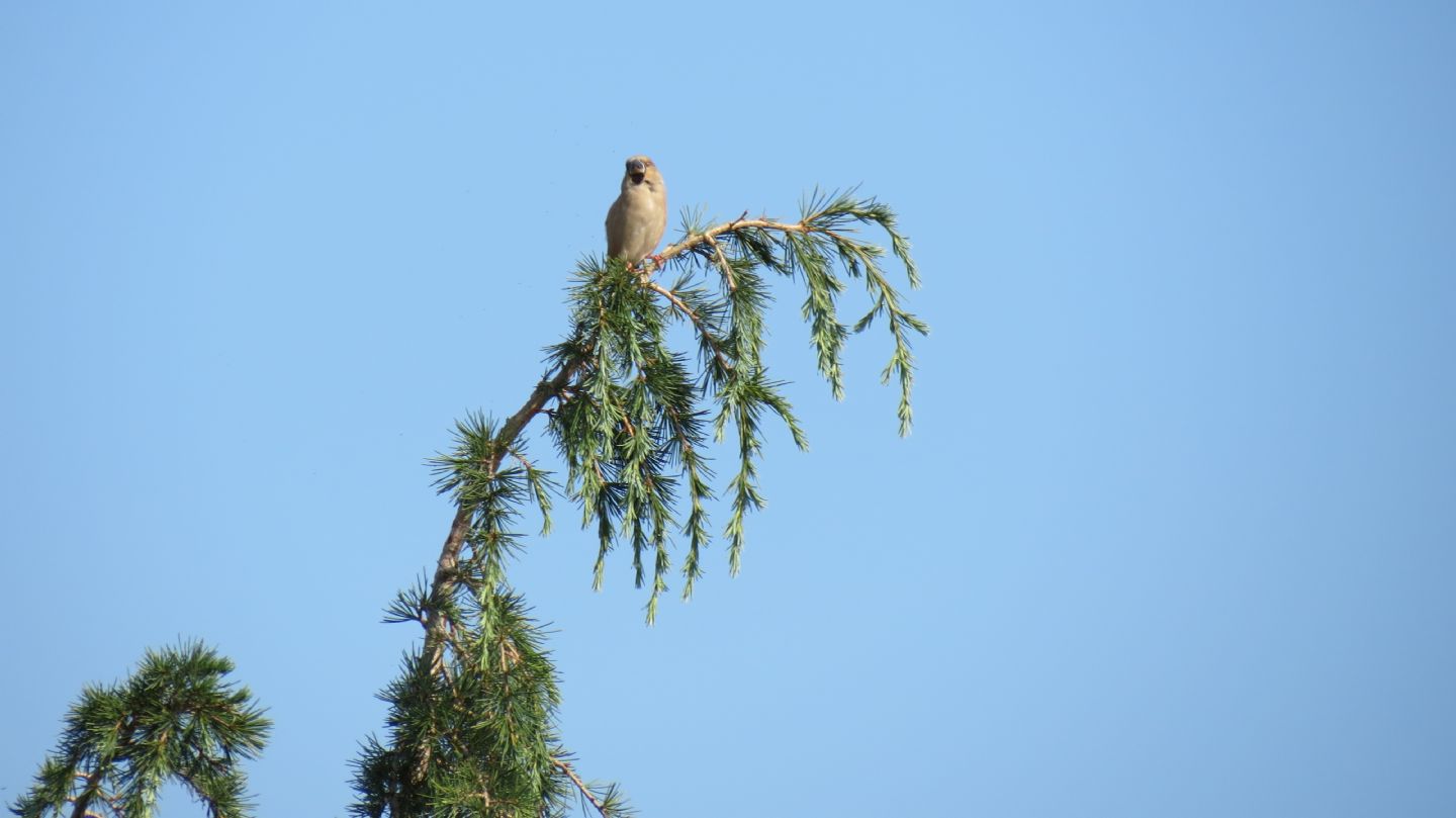 Frosone  (Coccothraustes coccothraustes), femmina